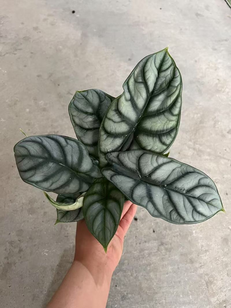 白犀牛海芋盆栽稀有热带植物室内绿植客厅桌面阳台小盆景高质感