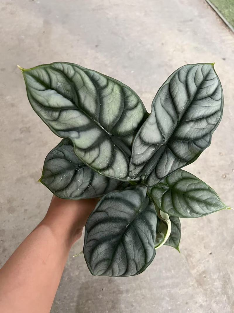 白犀牛海芋盆栽稀有热带植物室内绿植客厅桌面阳台小盆景高质感