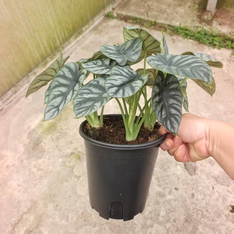 白犀牛海芋盆栽稀有热带植物室内绿植客厅桌面阳台小盆景高质感