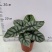 白犀牛海芋盆栽稀有热带植物室内绿植客厅桌面阳台小盆景高质感