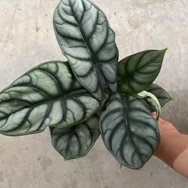 白犀牛海芋盆栽稀有热带植物室内绿植客厅桌面阳台小盆景高质感