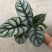 白犀牛海芋盆栽稀有热带植物室内绿植客厅桌面阳台小盆景高质感