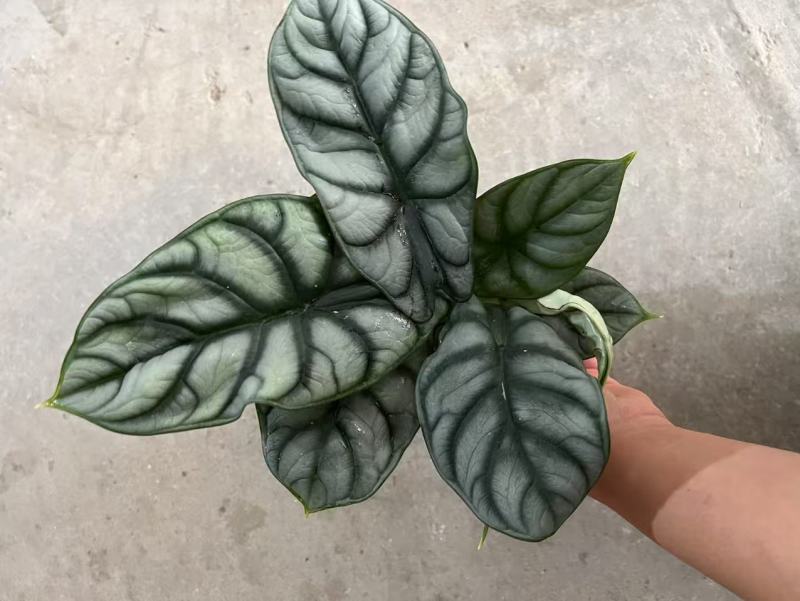 白犀牛海芋盆栽稀有热带植物室内绿植客厅桌面阳台小盆景高质感