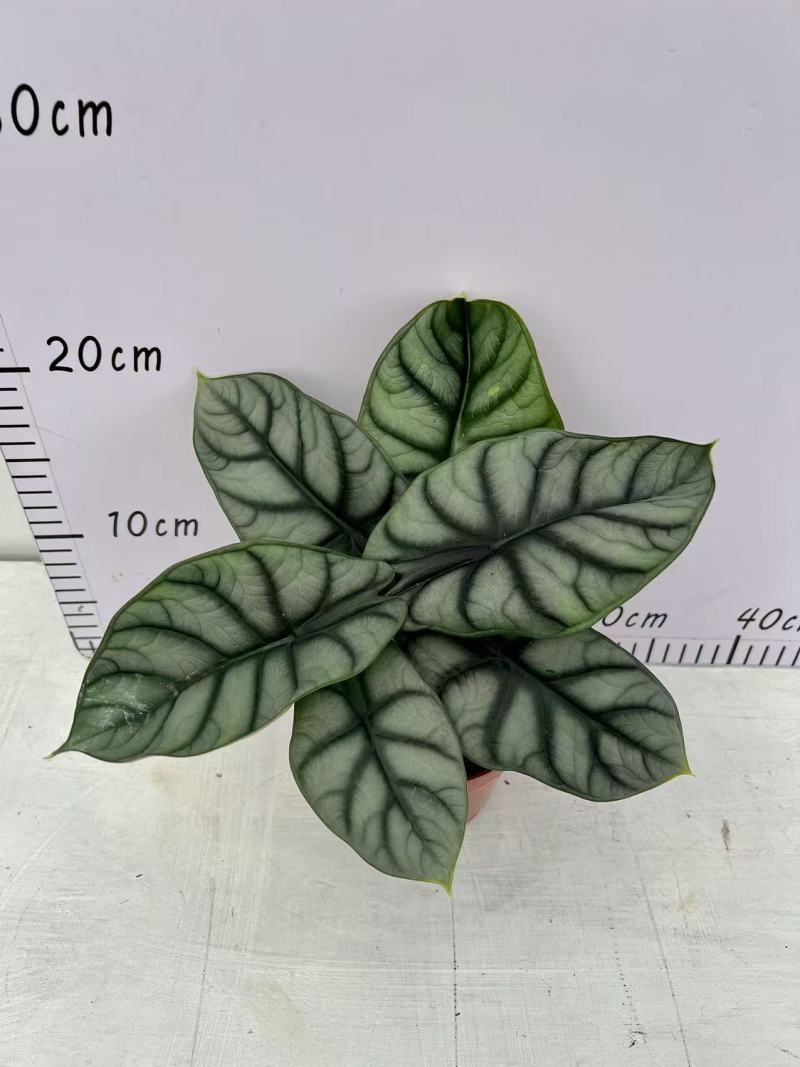 白犀牛海芋盆栽稀有热带植物室内绿植客厅桌面阳台小盆景高质感