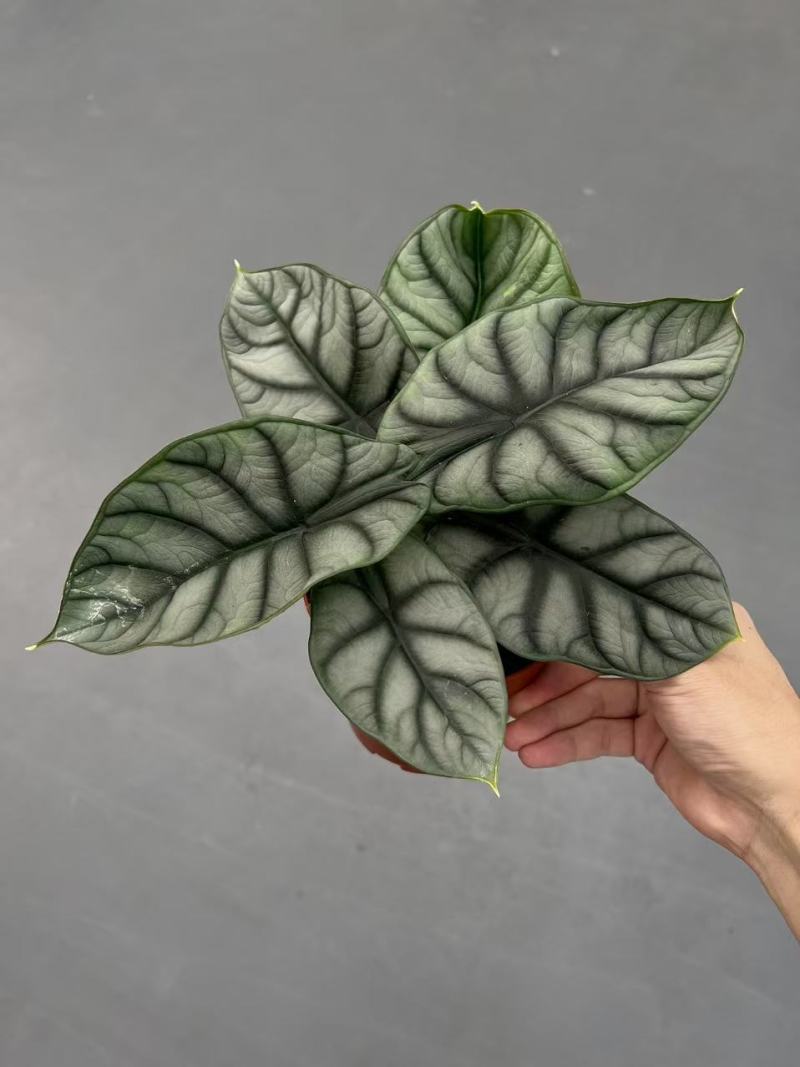 白犀牛海芋盆栽稀有热带植物室内绿植客厅桌面阳台小盆景高质感