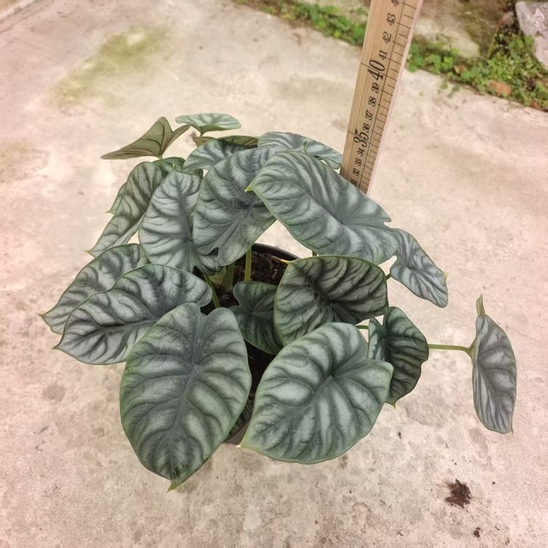 白犀牛海芋盆栽稀有热带植物室内绿植客厅桌面阳台小盆景高质感