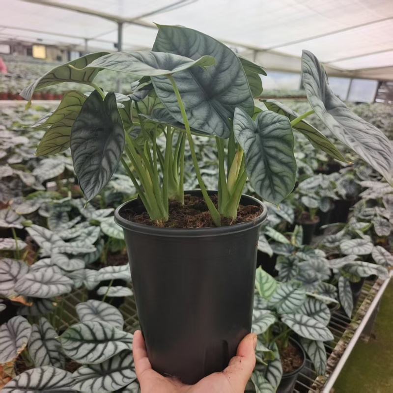 白犀牛海芋盆栽稀有热带植物室内绿植客厅桌面阳台小盆景高质感
