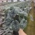 白犀牛海芋盆栽稀有热带植物室内绿植客厅桌面阳台小盆景高质感