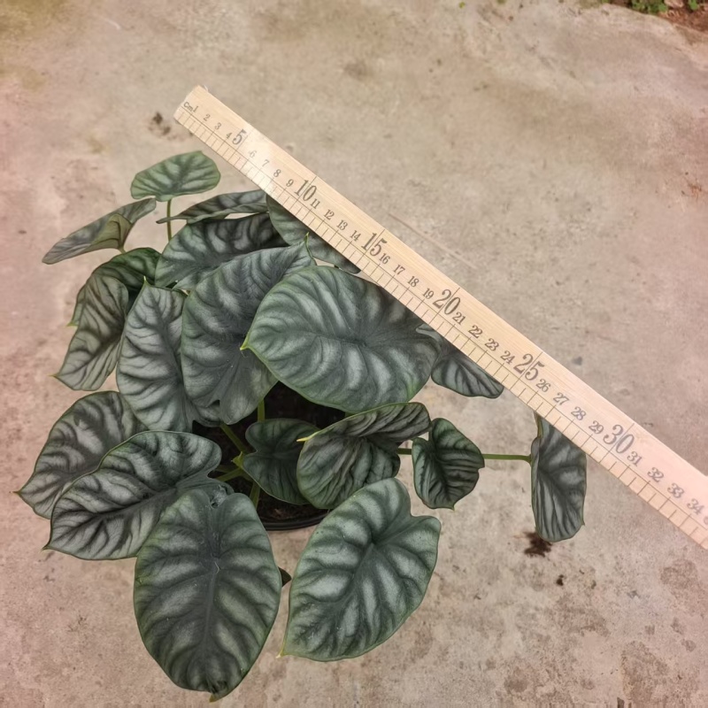 白犀牛海芋盆栽稀有热带植物室内绿植客厅桌面阳台小盆景高质感