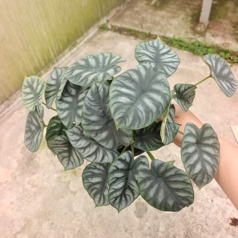 白犀牛海芋盆栽稀有热带植物室内绿植客厅桌面阳台小盆景高质感