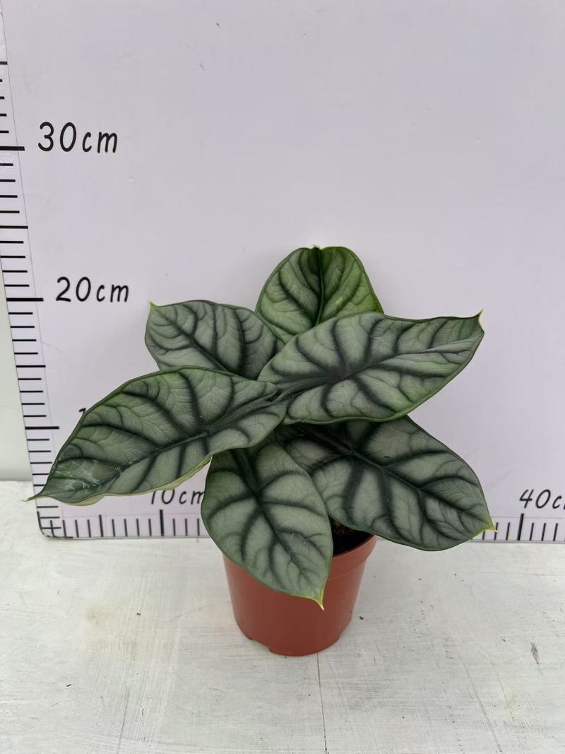白犀牛海芋盆栽稀有热带植物室内绿植客厅桌面阳台小盆景高质感
