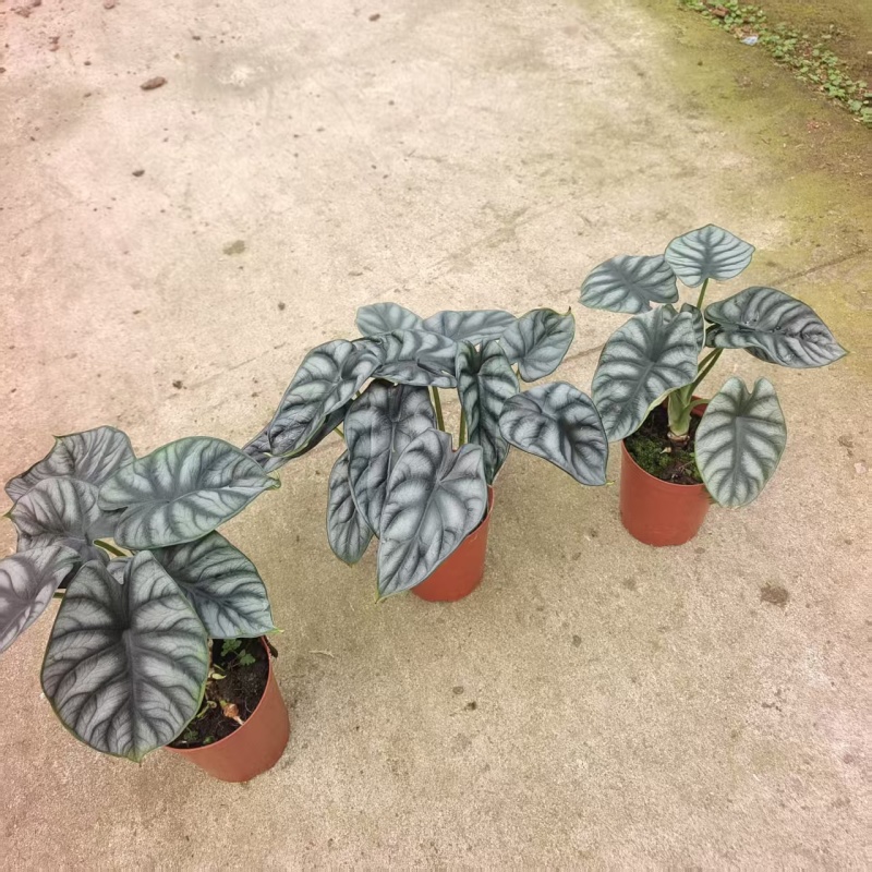 白犀牛海芋盆栽稀有热带植物室内绿植客厅桌面阳台小盆景高质感