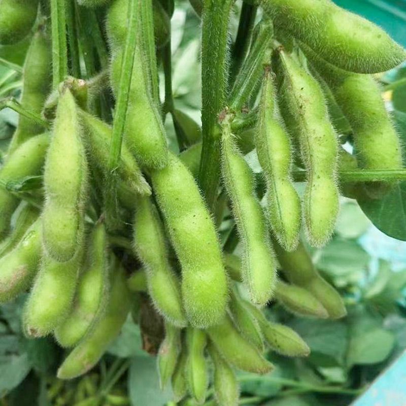 抚鲜3号毛豆种子高产抗病香甜柔糯大荚青豆毛豆种籽农家四季