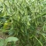 抚鲜3号毛豆种子高产抗病香甜柔糯大荚青豆毛豆种籽农家四季