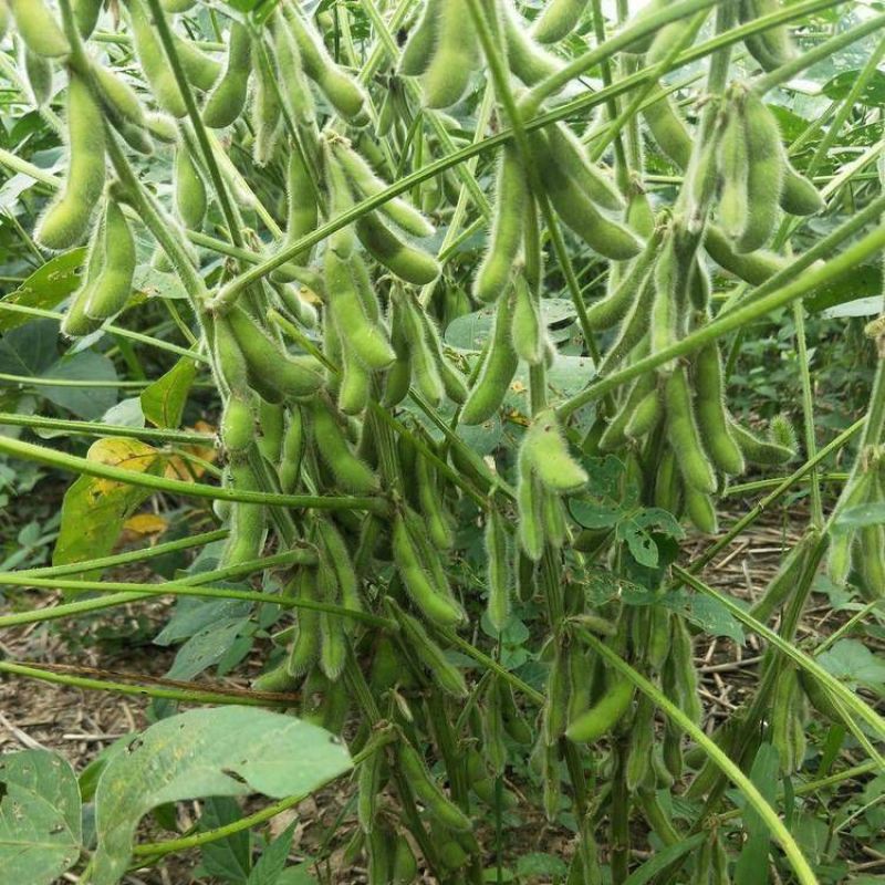 抚鲜3号毛豆种子高产抗病香甜柔糯大荚青豆毛豆种籽农家四季