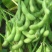 抚鲜3号毛豆种子高产抗病香甜柔糯大荚青豆毛豆种籽农家四季