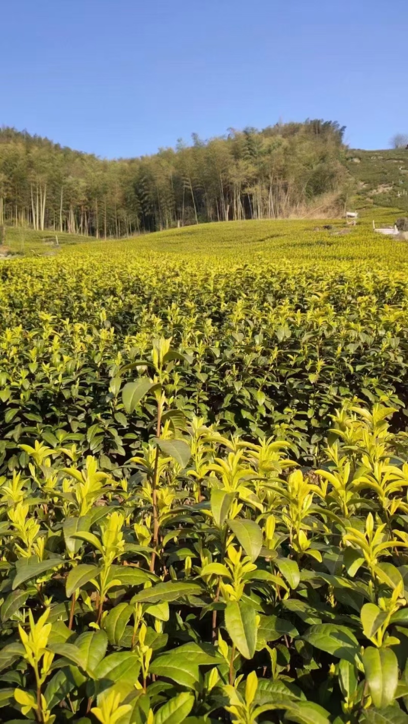 自己家茶叶，不是很多。