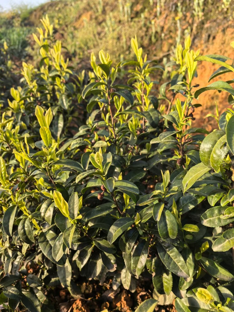 自己家茶叶，不是很多。