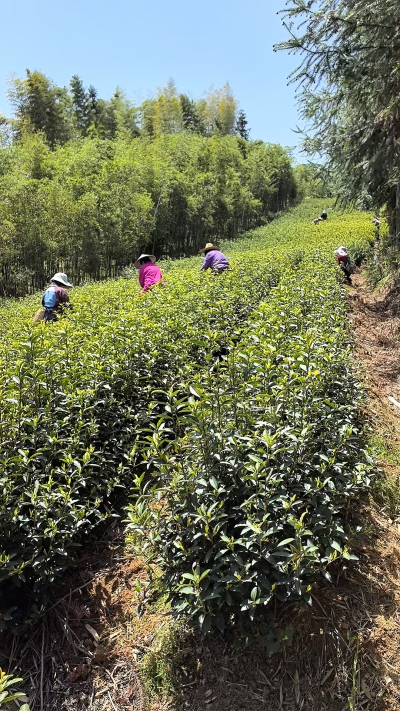 自己家茶叶，不是很多。