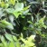 1斤新茶水仙茶漳平水仙乌龙茶叶兰花香浓香型包茶饼