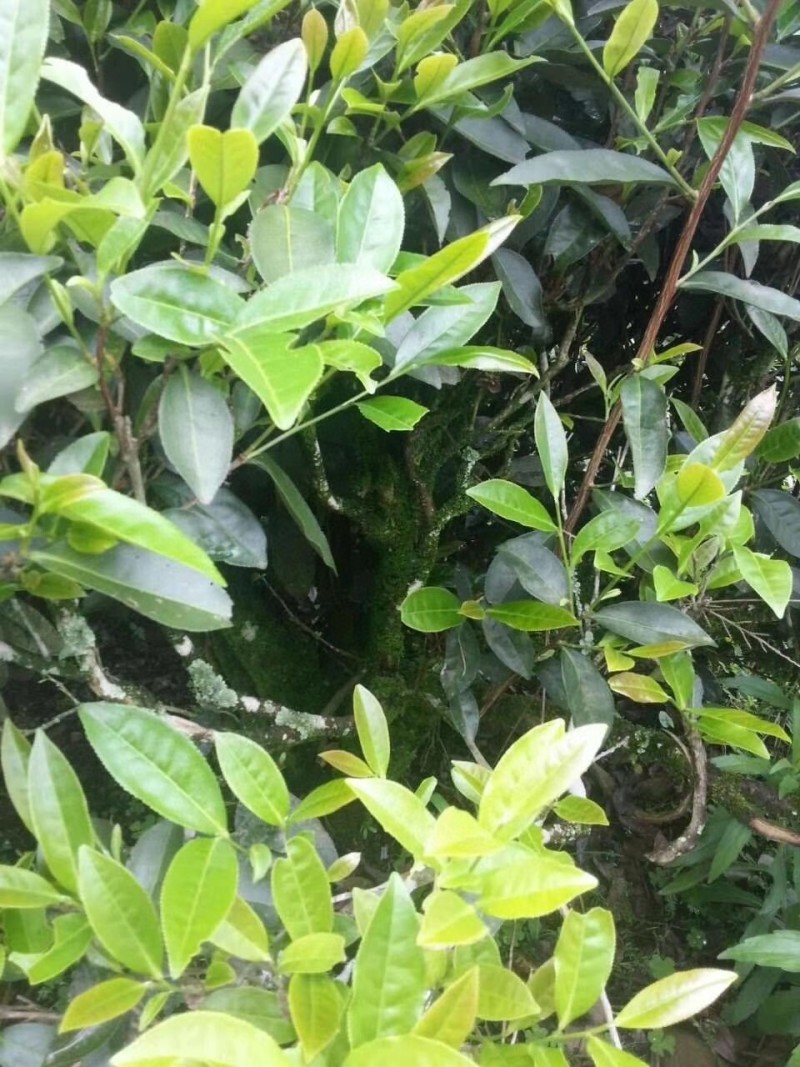 1斤新茶水仙茶漳平水仙乌龙茶叶兰花香浓香型包茶饼