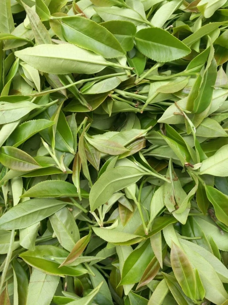 1斤新茶水仙茶漳平水仙乌龙茶叶兰花香浓香型包茶饼