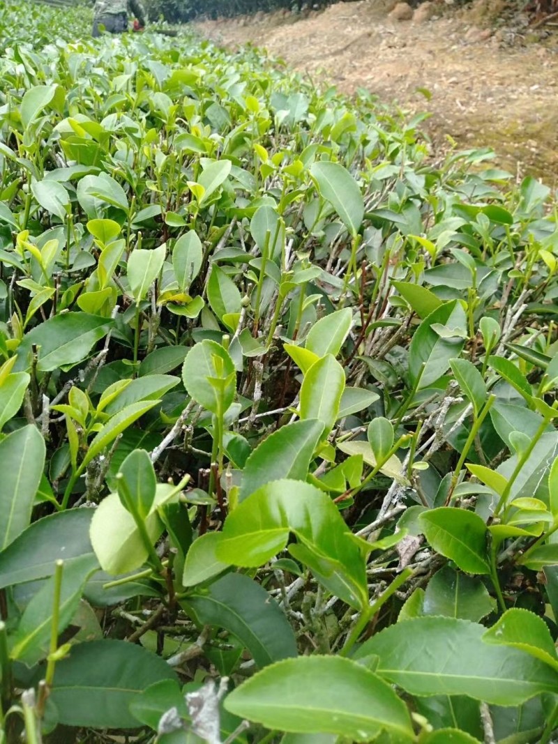 1斤新茶水仙茶漳平水仙乌龙茶叶兰花香浓香型包茶饼