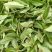 250g新茶水仙茶漳平水仙乌龙茶叶兰花香浓香型包茶饼