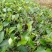 250g新茶水仙茶漳平水仙乌龙茶叶兰花香浓香型包茶饼