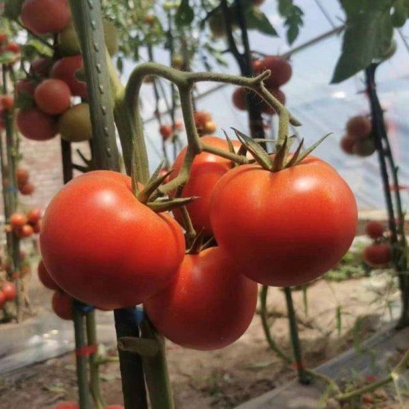 宝德春悦无限生长型番茄种子粉果大果型硬度高荷兰引进品种