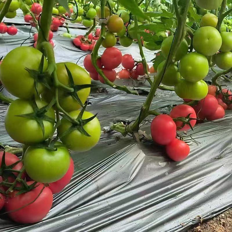 宝德春悦无限生长型番茄种子粉果大果型硬度高荷兰引进品种