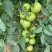 宝德春悦无限生长型番茄种子粉果大果型硬度高荷兰引进品种