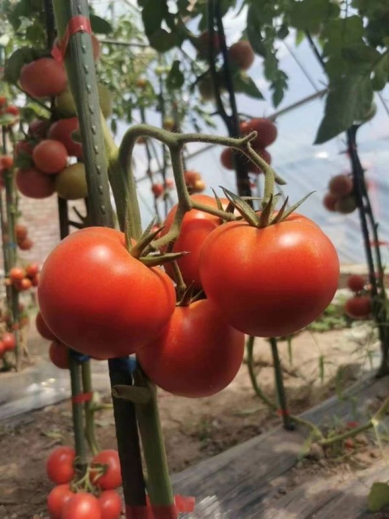 宝德春悦无限生长型番茄种子粉果大果型硬度高荷兰引进品种