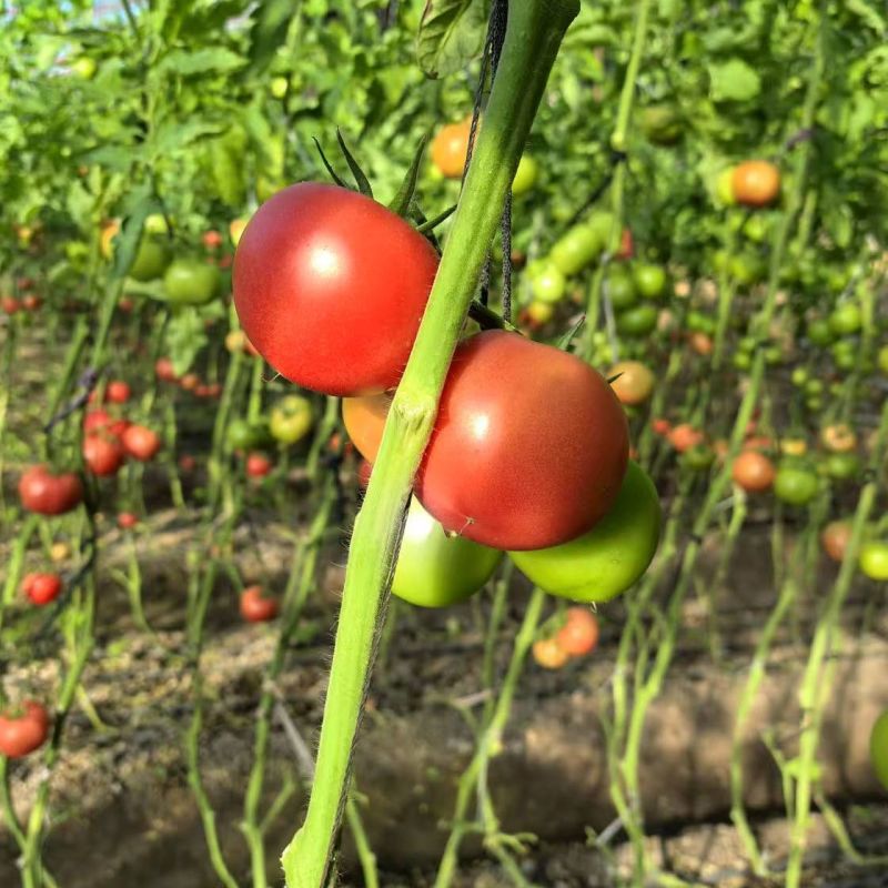 宝德春悦无限生长型番茄种子粉果大果型硬度高荷兰引进品种