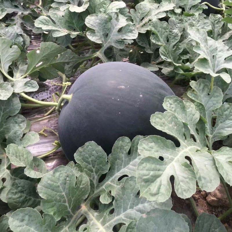 新疆西疆909无籽黑皮大西瓜种子甜脆大果高产抗病商品性佳