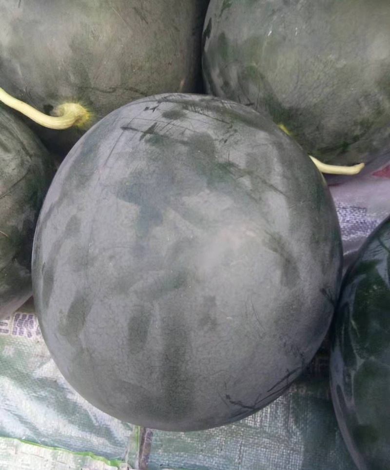 新疆西疆909无籽黑皮大西瓜种子甜脆大果高产抗病商品性佳