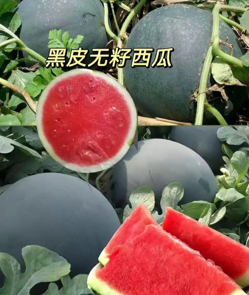 新疆西疆909无籽黑皮大西瓜种子甜脆大果高产抗病商品性佳
