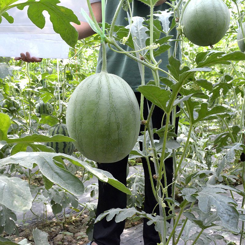田妮极早熟短椭圆形小型礼品黄瓤西瓜种子高糖脆甜薄皮耐裂耐