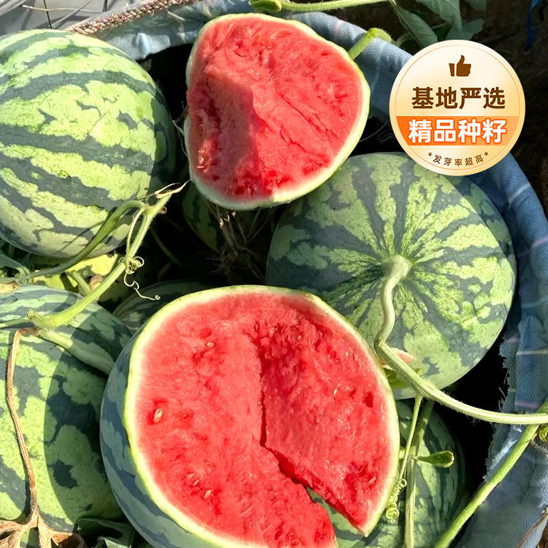 昌祥九号无籽西瓜种子中熟三倍体花皮西瓜种子大田基地早春季