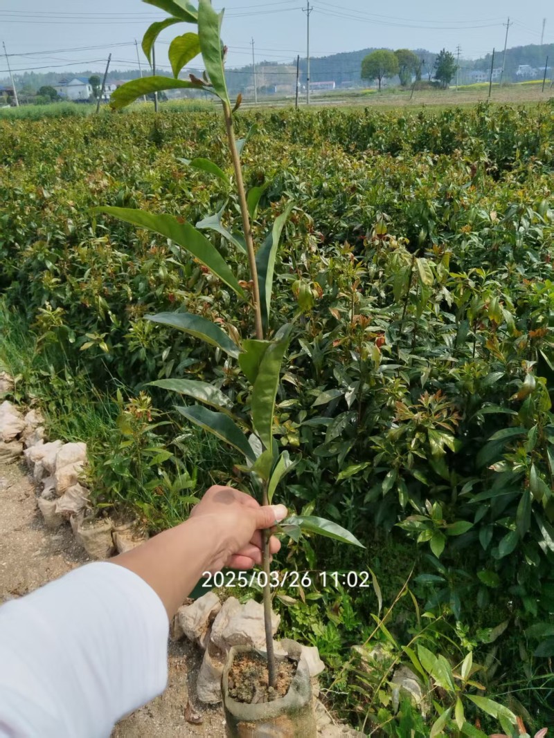 木荷袋苗，木荷杯苗，木荷地苗基地直销，量大从优！
