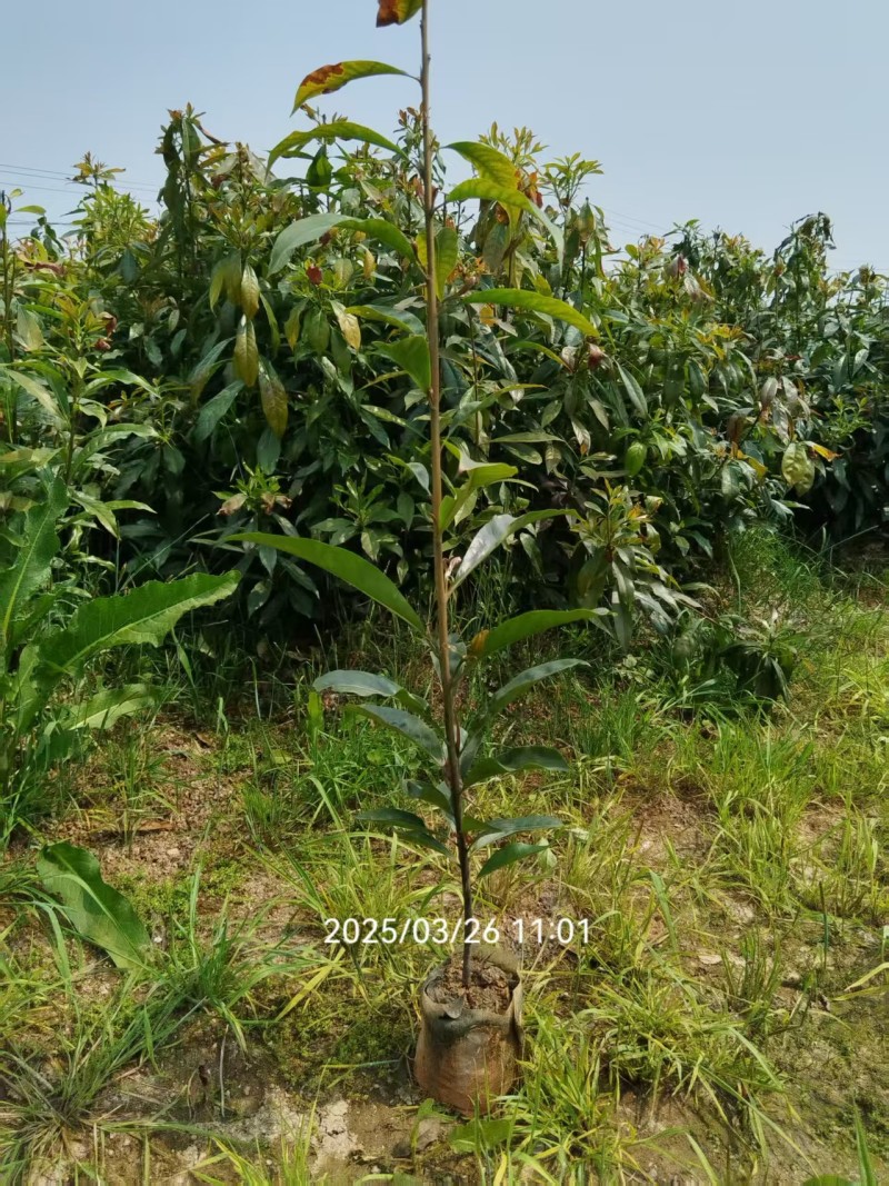 木荷袋苗，木荷杯苗，木荷地苗基地直销，量大从优！