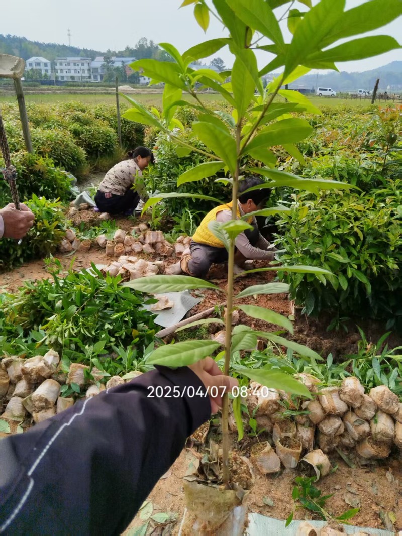 木荷袋苗，木荷杯苗，木荷地苗基地直销，量大从优！