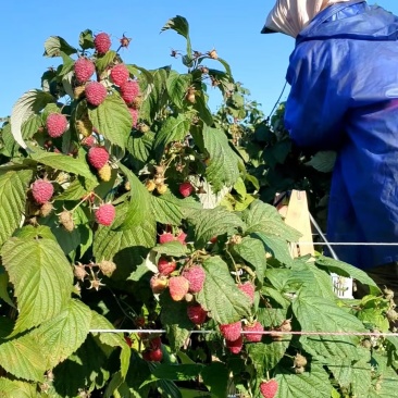 龙园秋丰红树莓裸根苗，1000棵起批，每棵1.1元，运费