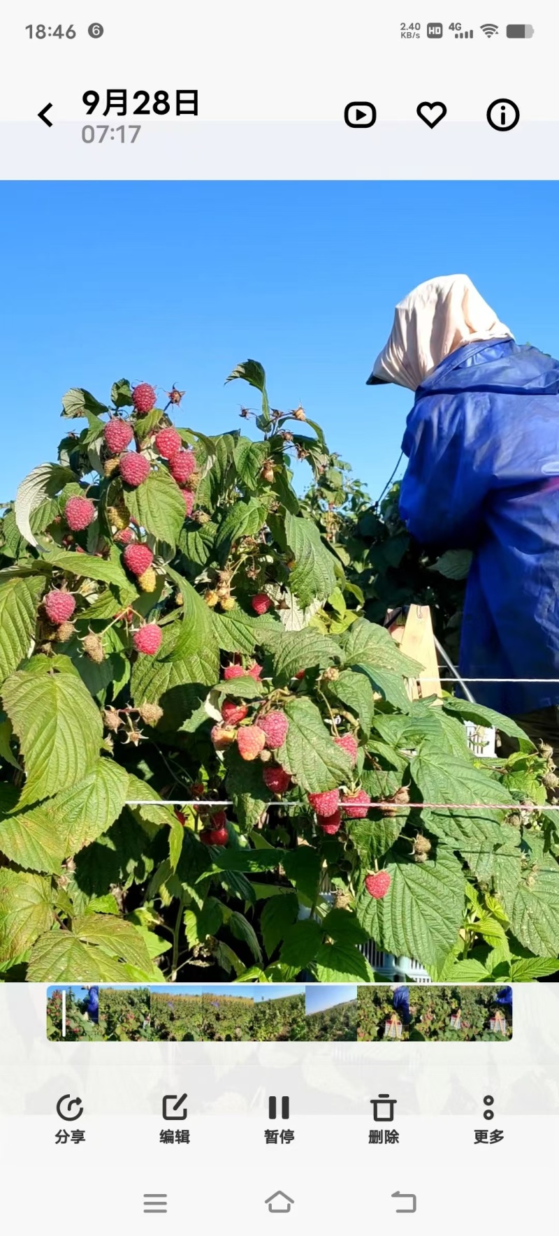 龙园秋丰红树莓裸根苗，1000棵起批，每棵1.1元，运费