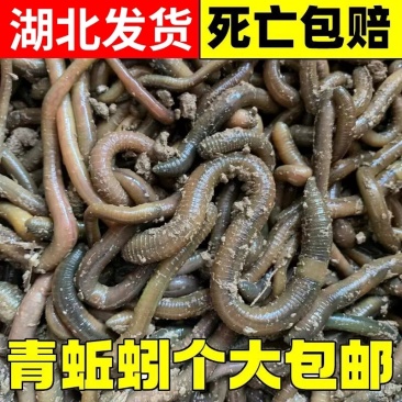 湖北荆州青蚯蚓活蚯蚓黑蚯蚓种苗一手货源批发可发班车