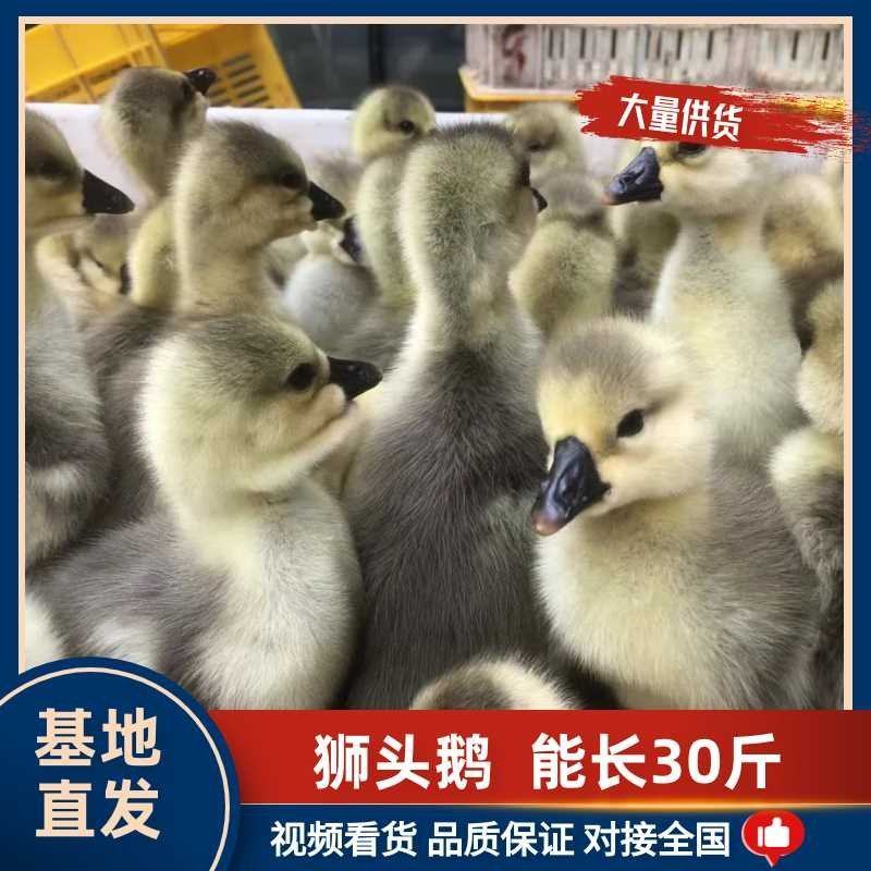 [量大从优]狮头鹅皖普浙东等，包疫苗，包成活，包运输