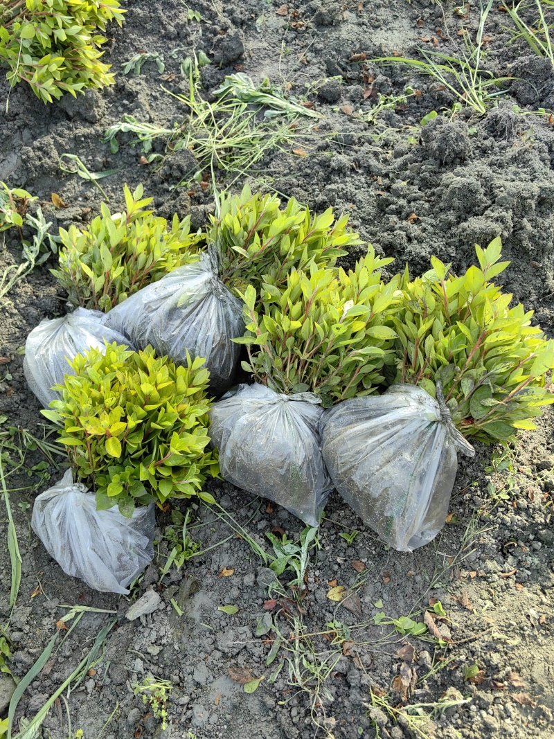 成都安酷杜鹃基地直销量大质优价廉一手货源欢迎电联
