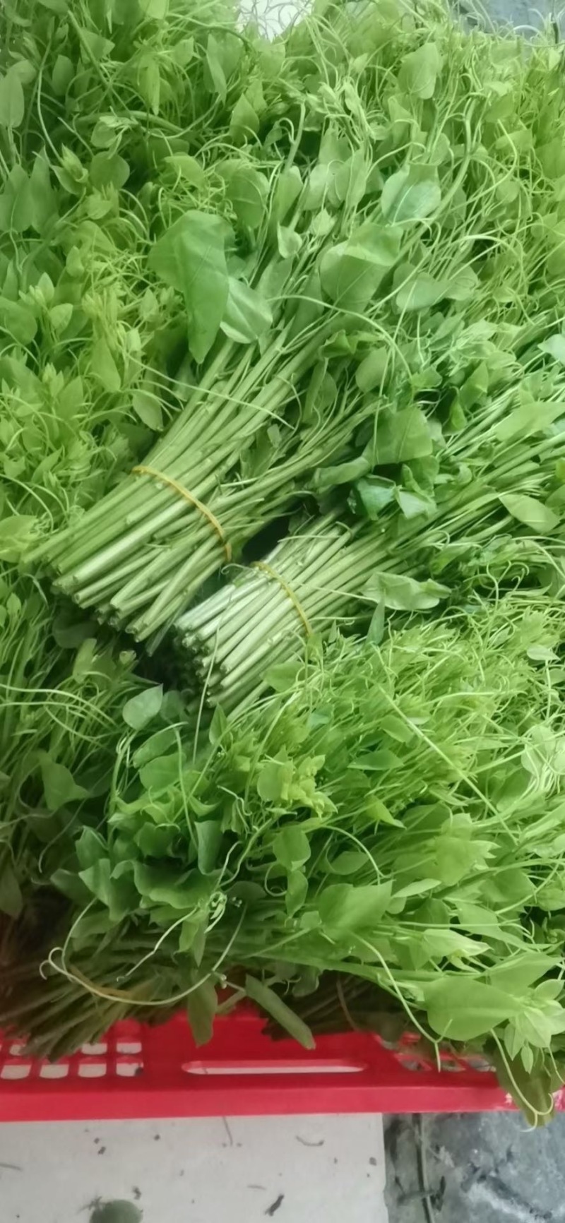 广西大新赤苍藤