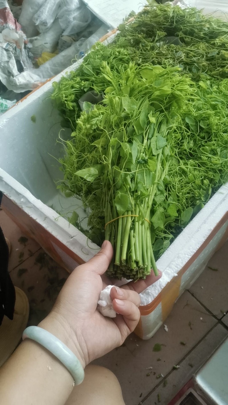 广西辣木苗