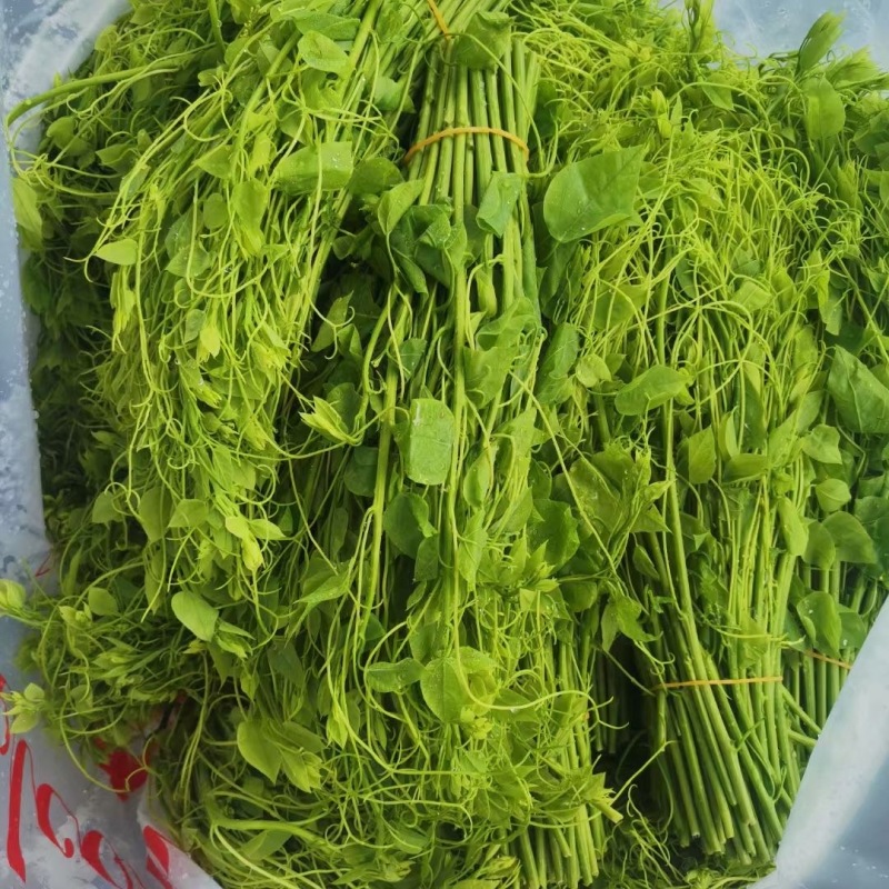 广西辣木苗